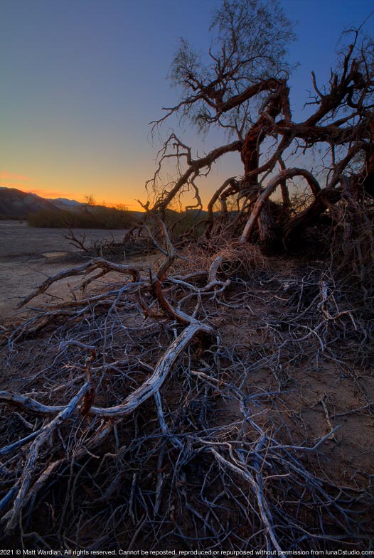 _MG_6202_Death_Valley_sunrise_tree_scrub_tall-med