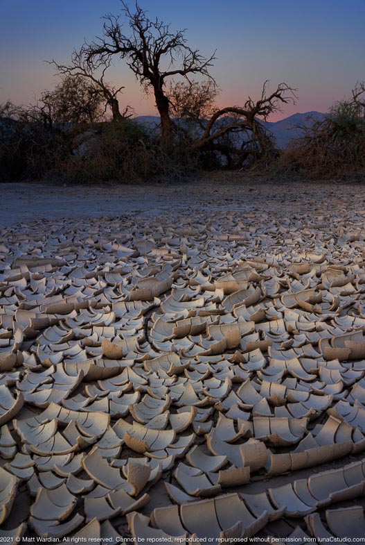 _MG_6230_Death_Valley_cracked clay_dry_mud_bed_scrag_tree-med