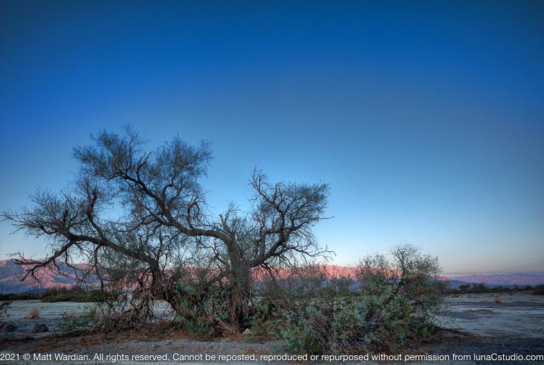 _MG_6276__Death_Valley_sunrise_tree_mountains-med