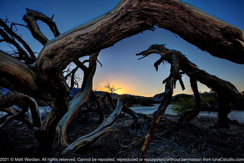 _MG_6317_Death_Valley_sunrise_tree_dinasaur-med