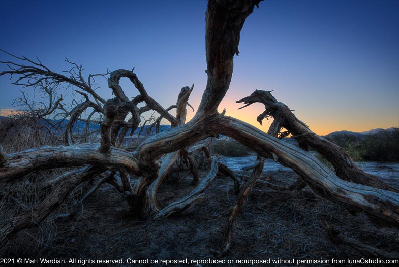 _MG_6332_Death_Valley_sunrise_tree_dinasaur-med