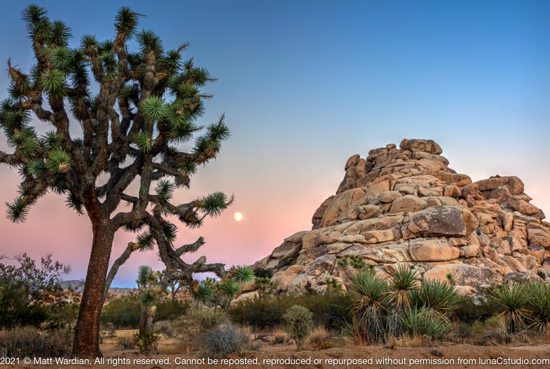 _MG_6636_Joshua_tree_twilight_moon-full
