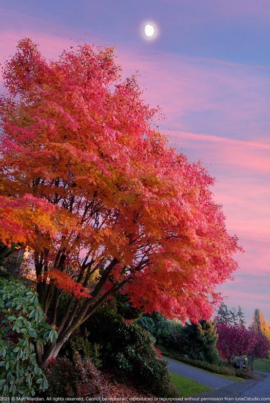 _NP_Fall_tree_8thSW_MG_4839_tonemapped-med