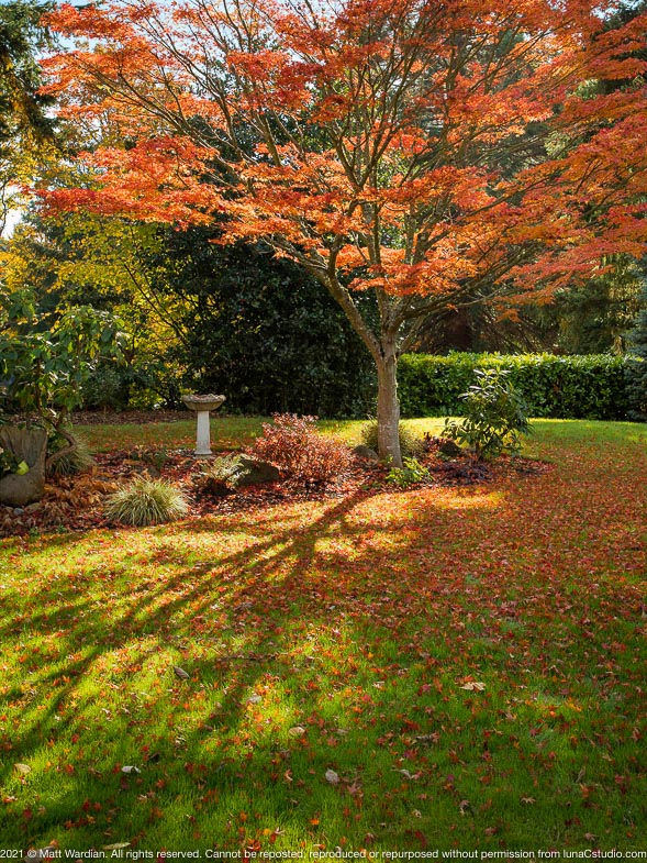 _NP_Fall_tree_Richters_MG_4627-med