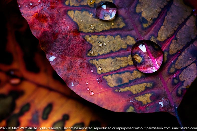 _MG_1573_Smoke_leaf_drop_60x40