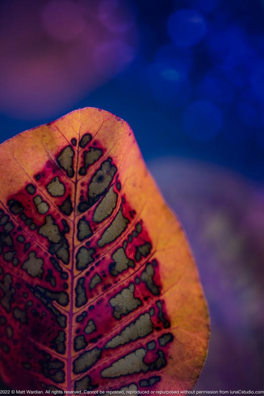 _MG_1606_smoke_leaf_40x60