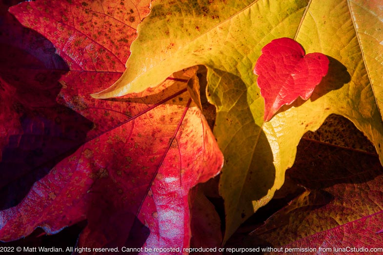_NP_fal_leaves_love_MG_4595-med