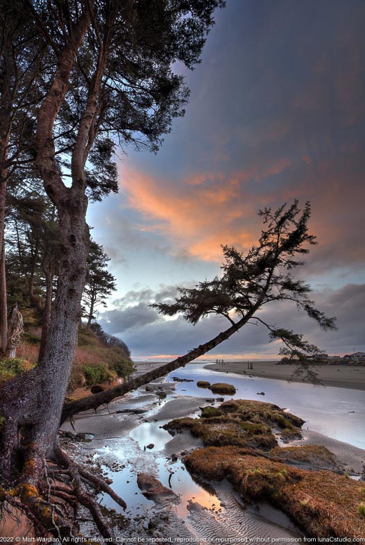 _MG_0844_Joe_creek_tree_tonemapped-med