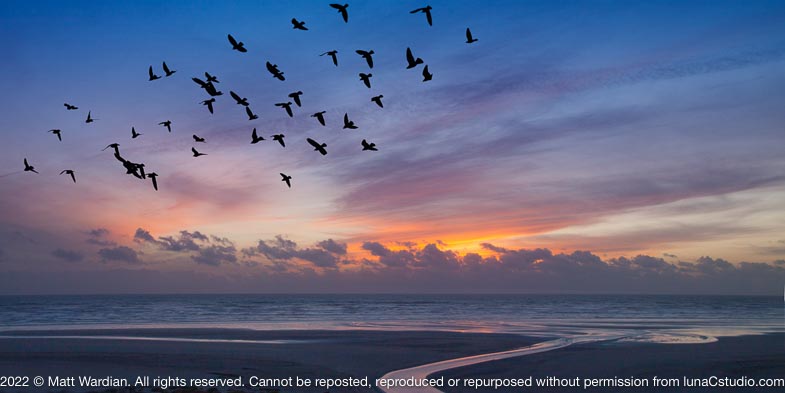 _MG_5335_PB_sunset_birds_20x10