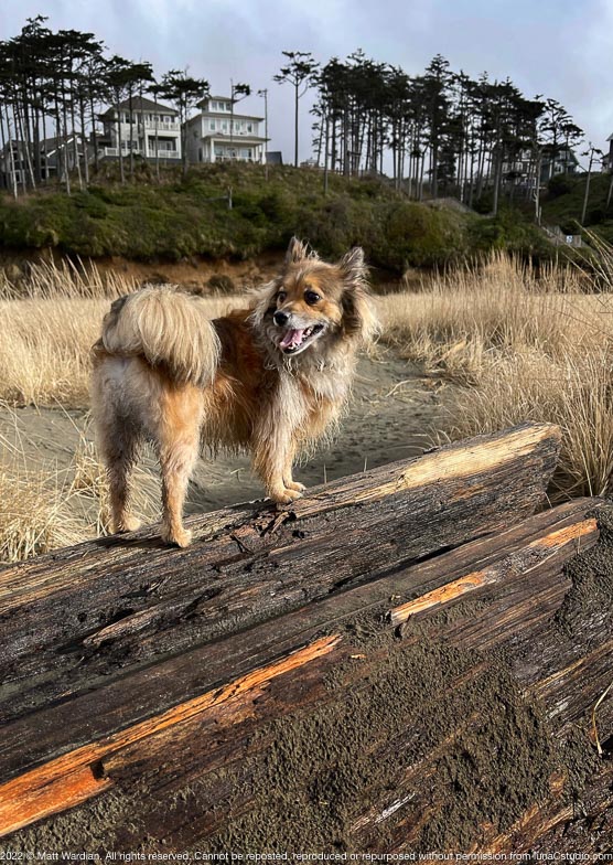 IMG_0267_Zoro_Seabrook_beach_log-full