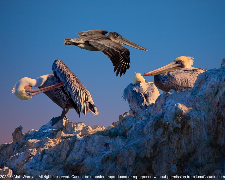 _MG_4158_Pelican_perch-full