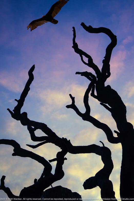_MG_7879_Condor_twilite_snag_40x60